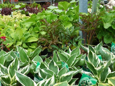 Gartencenter Hilgert | Baumschule und Stauden