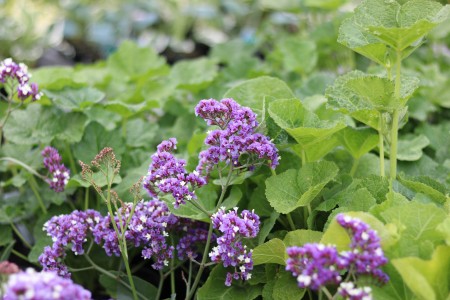 Gartencenter Hilgert | Baumschule und Stauden