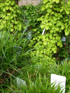 Gartencenter Hilgert | Baumschule und Stauden
