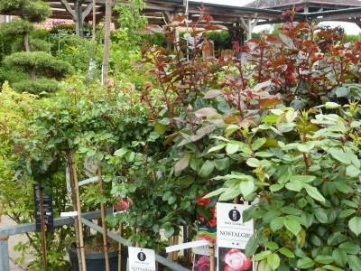 Gartencenter Hilgert | Baumschule und Stauden