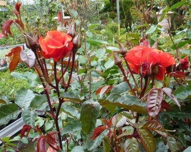 Gartencenter Hilgert | Baumschule und Stauden