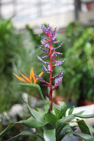Gartencenter Hilgert | Zimmerpflanzen