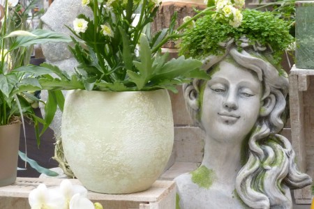 Gartencenter Hilgert | Zimmerpflanzen