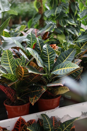 Gartencenter Hilgert | Zimmerpflanzen