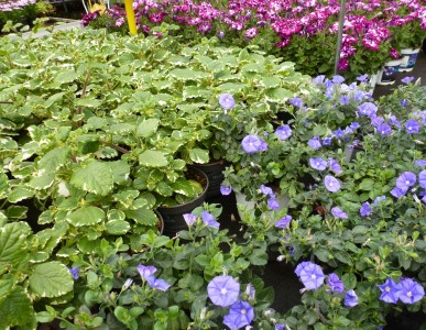 Gartencenter Hilgert | Beet- und Balkonpflanzen