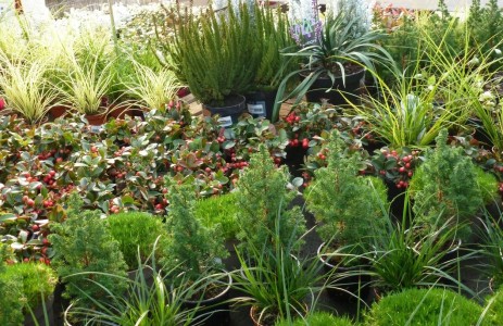 Gartencenter Hilgert | Beet- und Balkonpflanzen