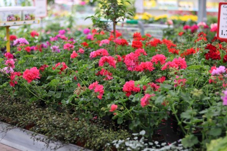 Gartencenter Hilgert | Beet- und Balkonpflanzen